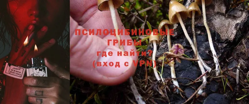 Псилоцибиновые грибы Magic Shrooms  где купить   Боровичи 